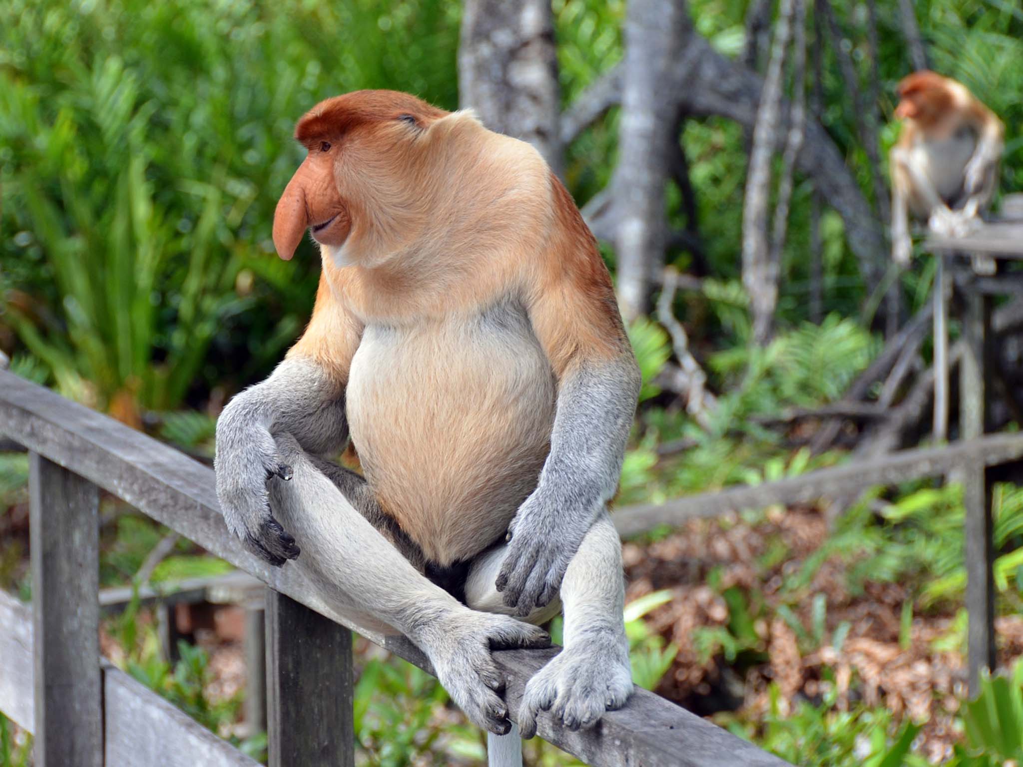 The Fascinating World of Long Nose Monkeys