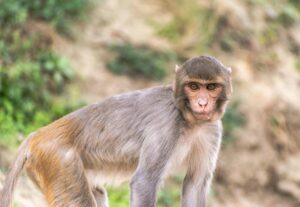 The Fascinating World of the Albino Monkey