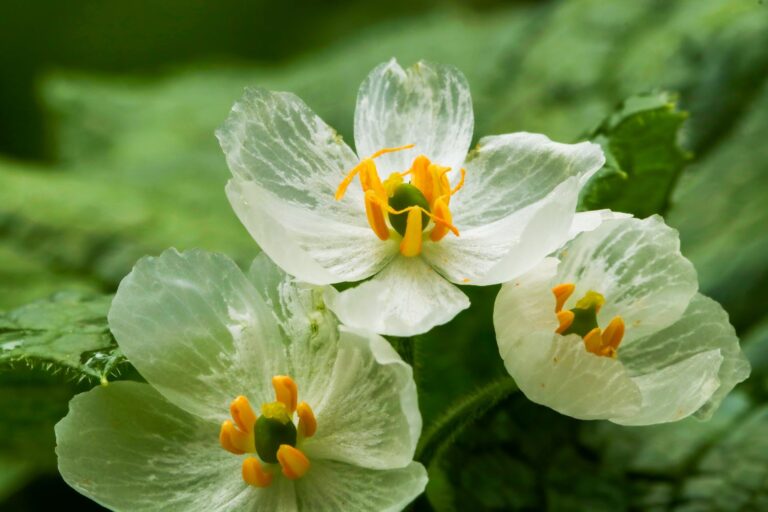 The Enigmatic Skeleton Flower: Nature’s Marvel