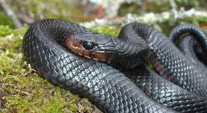 The Fascinating Indigo Snake: Nature’s Beautiful Wonder