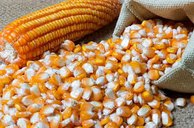 FPO Corn: A Simple Guide to Understanding It