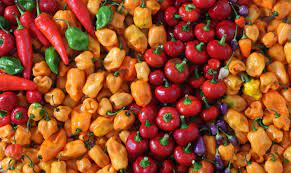 Exploring Motchilli.info: Your Ultimate Resource for Everything Chilli