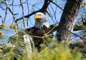 Hancock Bird: A Comprehensive Guide to This Fascinating Species